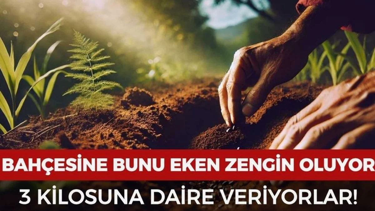 Bu Ürünü Eken Kazanıyor: 3 Kilosu 1 Daire Alıyor